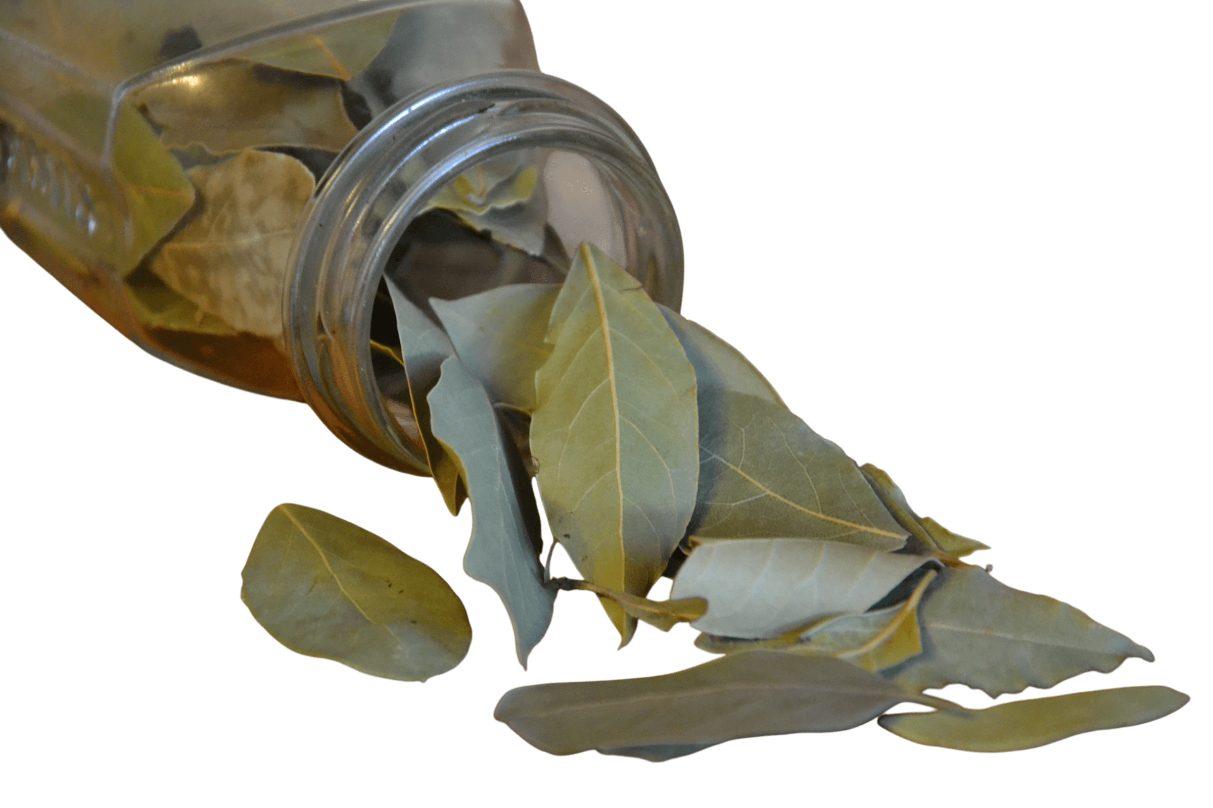 Bay Leaves thumbnail 2