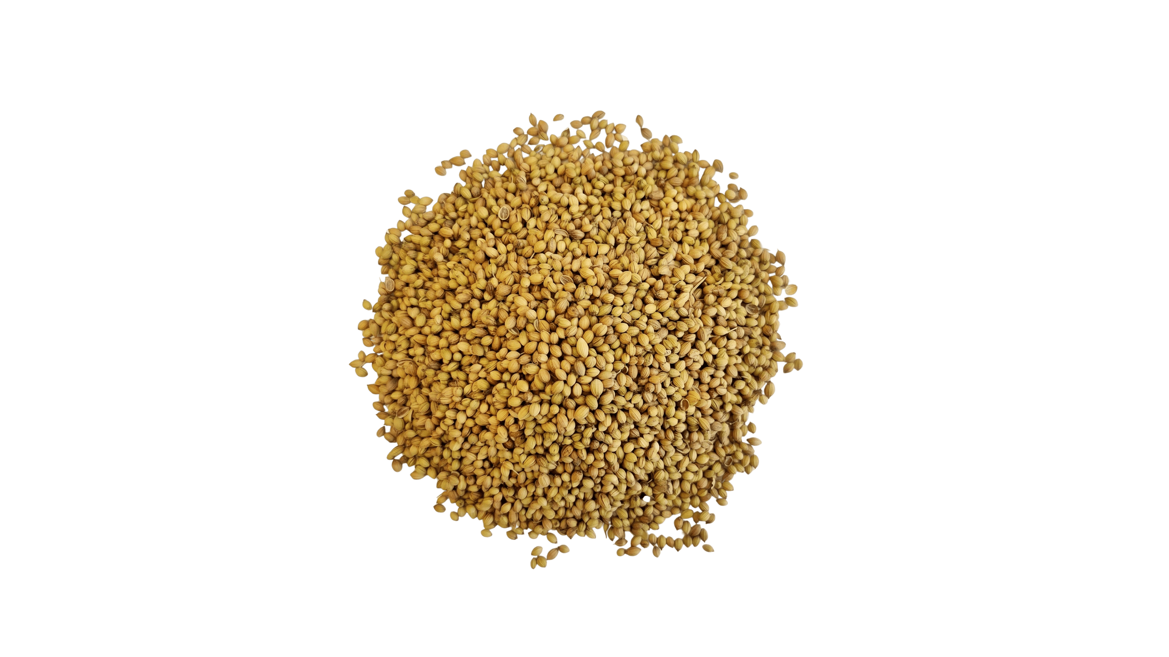 Coriander Seeds
