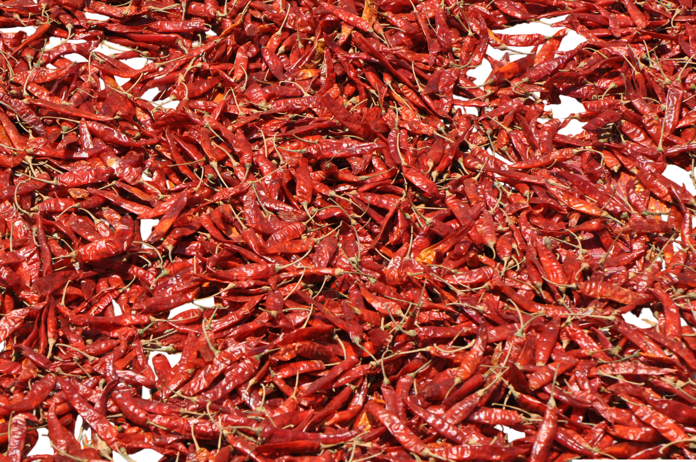 Red Chilli thumbnail 2